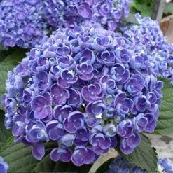 Hortensia - Hydrangea Macrophylla Hovaria Hopcorn