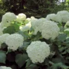 Hortensia Arborescens Strong Annabelle ( Incrediball )