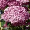Hortensia Arborescens Pink Annabelle Ou Invincibelle
