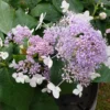 Hortensia - Hydrangea Involucrata Late Love