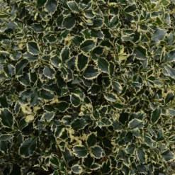 Houx Panaché - Ilex Aquifolium Argenteomarginata