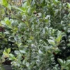 Houx - Ilex Meserveae Heckenfee