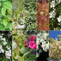 Kit Haie Fleurie Pour Terrains Argileux éco