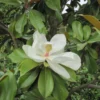 Magnolia Grandiflora Galissonière