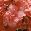 Laurier Rose - Nerium Oleander Rose Saumon Double