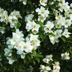 Seringat Des Jardins - Philadelphus Belle Etoile