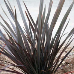 Phormium Dark Delight - Lin De Nouvelle-Zélande
