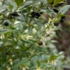 Sarcococca Hookeriana