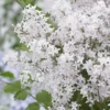 Lilas Nain - Syringa Meyeri Flowerfesta White