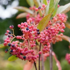 Viorne - Viburnum Nudum Pink Beauty