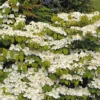 Viorne De Chine - Viburnum Plicatum Mariesii Great Star
